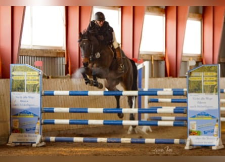 Caballo de Holstein, Caballo castrado, 15 años, 165 cm, Castaño