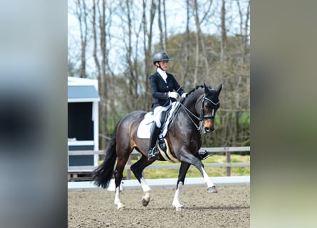 Caballo de Holstein, Caballo castrado, 15 años, 167 cm, Castaño oscuro