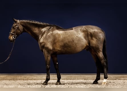 Caballo de Holstein, Caballo castrado, 15 años, 168 cm, Castaño oscuro