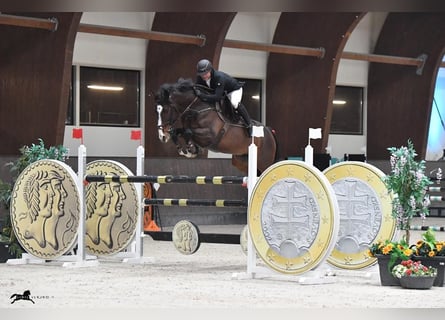 Caballo de Holstein, Caballo castrado, 15 años, 169 cm, Castaño oscuro