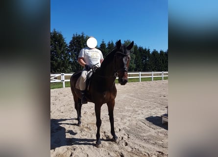 Caballo de Holstein, Caballo castrado, 15 años, 170 cm, Castaño