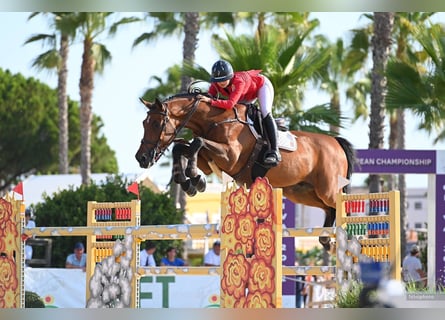 Caballo de Holstein, Caballo castrado, 15 años, 173 cm, Castaño
