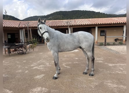 Caballo de Holstein, Caballo castrado, 15 años, 173 cm, Tordo