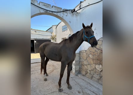 Caballo de Holstein, Caballo castrado, 17 años, 185 cm, Alazán-tostado