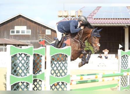 Caballo de Holstein, Caballo castrado, 18 años, 167 cm, Castaño oscuro