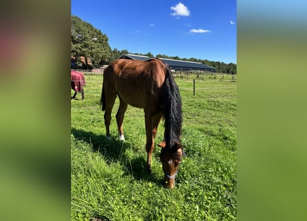 Caballo de Holstein Mestizo, Caballo castrado, 1 año, 162 cm, Castaño