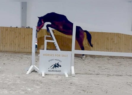 Caballo de Holstein, Caballo castrado, 2 años, 160 cm, Castaño
