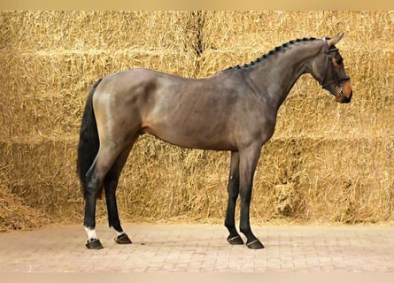 Caballo de Holstein, Caballo castrado, 2 años, 160 cm, Castaño oscuro