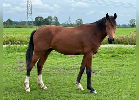 Caballo de Holstein, Caballo castrado, 2 años, 166 cm, Castaño