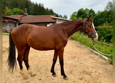 Caballo de Holstein, Caballo castrado, 2 años, 170 cm, Castaño