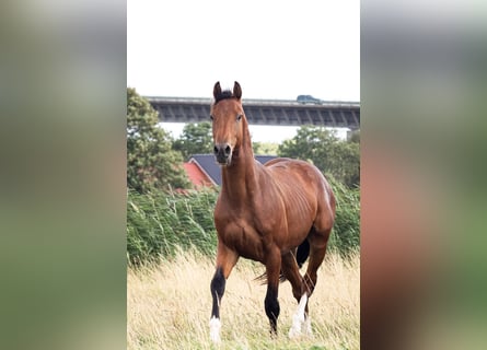 Caballo de Holstein, Caballo castrado, 2 años, 170 cm, Castaño