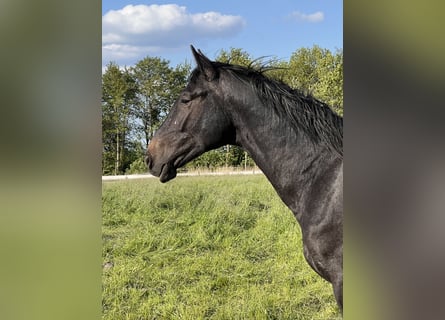 Caballo de Holstein, Caballo castrado, 2 años, 170 cm, Tordo