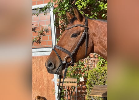 Caballo de Holstein, Caballo castrado, 3 años, 161 cm, Castaño oscuro