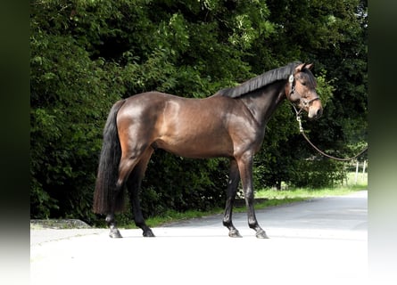 Caballo de Holstein, Caballo castrado, 3 años, 163 cm, Castaño oscuro