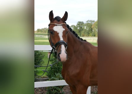 Caballo de Holstein, Caballo castrado, 3 años, 164 cm, Castaño