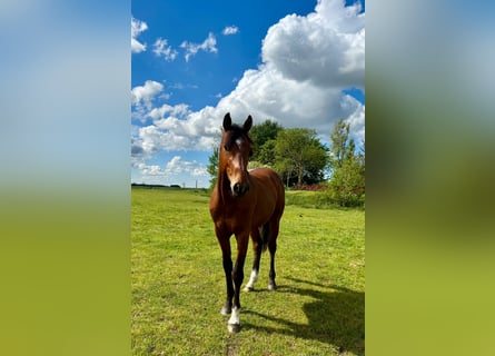 Caballo de Holstein, Caballo castrado, 3 años, 164 cm, Castaño