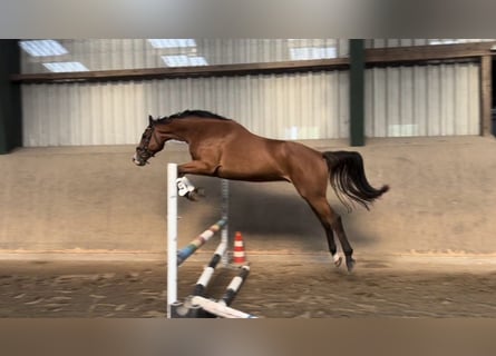 Caballo de Holstein, Caballo castrado, 3 años, 167 cm, Castaño