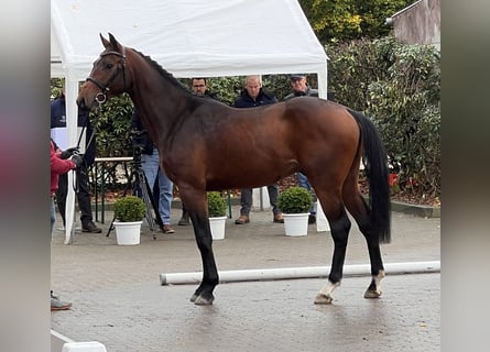 Caballo de Holstein, Caballo castrado, 3 años, 169 cm, Castaño