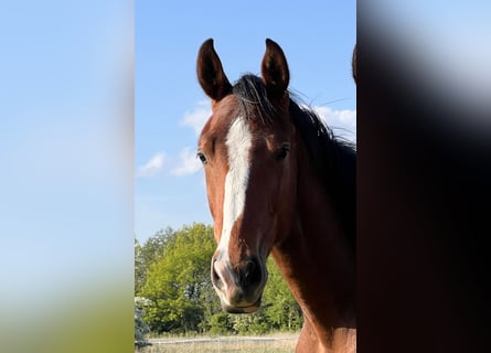 Caballo de Holstein, Caballo castrado, 3 años, 170 cm, Castaño