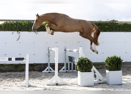 Caballo de Holstein, Caballo castrado, 3 años, 171 cm, Alazán