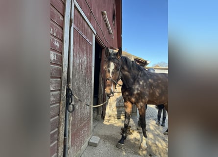 Caballo de Holstein, Caballo castrado, 3 años, Castaño