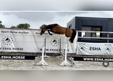 Caballo de Holstein, Caballo castrado, 4 años, 158 cm, Castaño