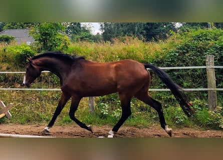 Caballo de Holstein, Caballo castrado, 4 años, 164 cm, Castaño