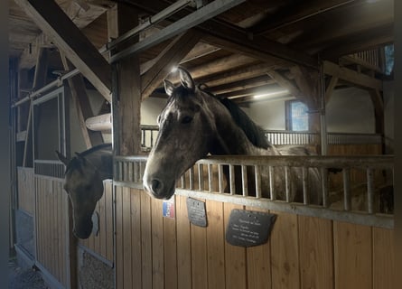 Caballo de Holstein, Caballo castrado, 4 años, 164 cm, Tordo