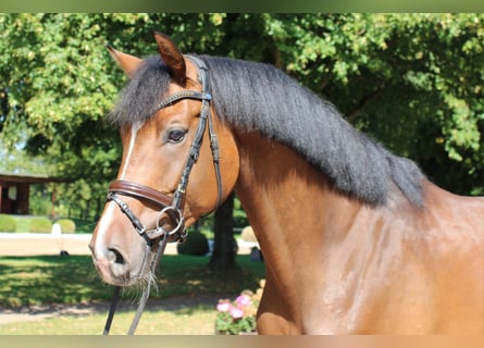 Caballo de Holstein, Caballo castrado, 4 años, 165 cm, Castaño