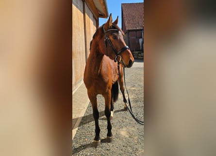 Caballo de Holstein, Caballo castrado, 4 años, 166 cm, Castaño