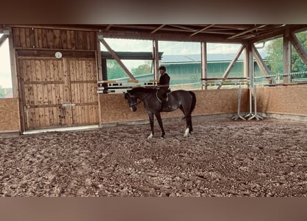 Caballo de Holstein, Caballo castrado, 4 años, 166 cm, Tordo