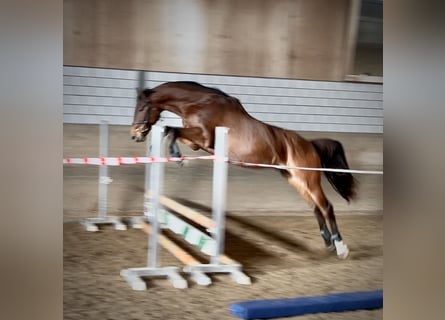 Caballo de Holstein, Caballo castrado, 4 años, 167 cm, Castaño