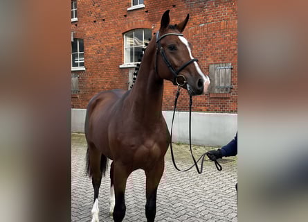 Caballo de Holstein, Caballo castrado, 4 años, 168 cm, Castaño