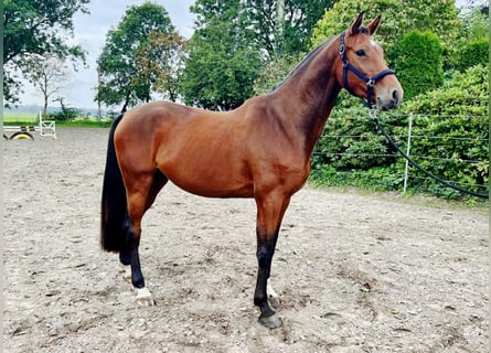 Caballo de Holstein, Caballo castrado, 4 años, 168 cm, Castaño