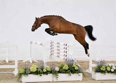 Caballo de Holstein, Caballo castrado, 4 años, 168 cm, Castaño rojizo