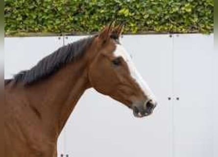 Caballo de Holstein, Caballo castrado, 4 años, 168 cm, Morcillo