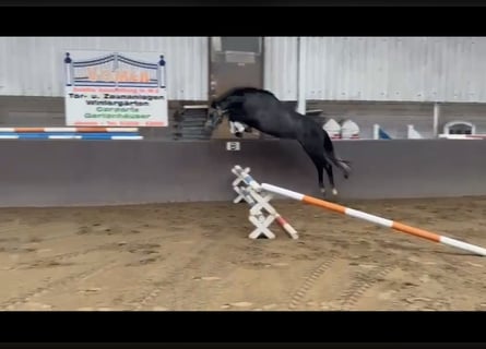 Caballo de Holstein, Caballo castrado, 4 años, 168 cm, Tordillo negro