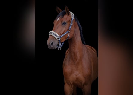 Caballo de Holstein, Caballo castrado, 4 años, 169 cm, Castaño