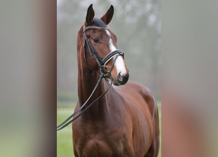 Caballo de Holstein, Caballo castrado, 4 años, 169 cm, Castaño