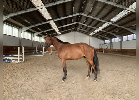 Caballo de Holstein, Caballo castrado, 4 años, 169 cm, Castaño