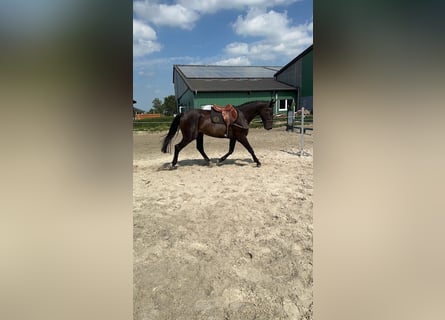 Caballo de Holstein, Caballo castrado, 4 años, 169 cm, Negro