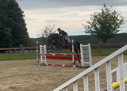 Caballo de Holstein, Caballo castrado, 4 años, 170 cm, Castaño