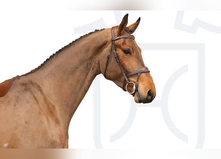 Caballo de Holstein, Caballo castrado, 4 años, Castaño