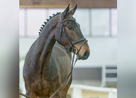 Caballo de Holstein, Caballo castrado, 4 años, Castaño oscuro