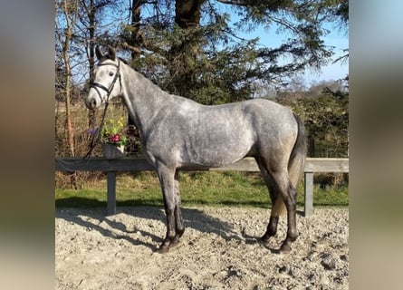 Caballo de Holstein, Caballo castrado, 5 años, 161 cm, Tordo