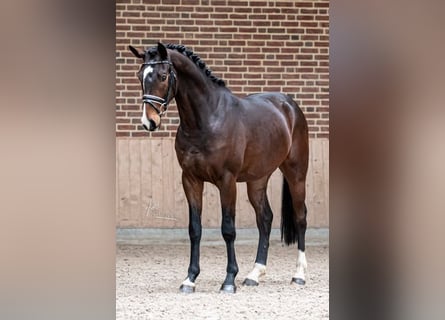 Caballo de Holstein, Caballo castrado, 5 años, 164 cm, Castaño