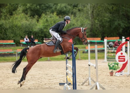 Caballo de Holstein, Caballo castrado, 5 años, 164 cm, Castaño