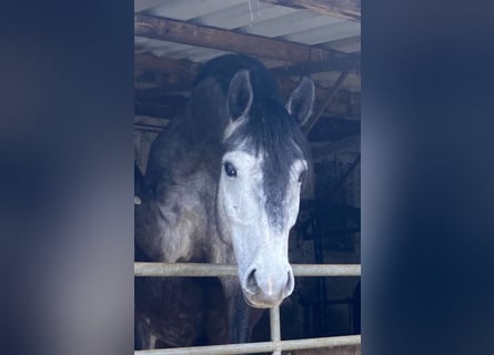 Caballo de Holstein, Caballo castrado, 5 años, 164 cm, Tordillo negro