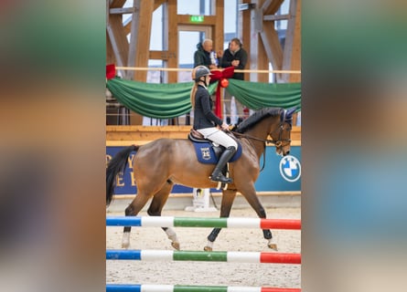 Caballo de Holstein, Caballo castrado, 5 años, 165 cm, Castaño