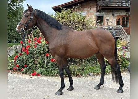 Caballo de Holstein, Caballo castrado, 5 años, 165 cm, Castaño